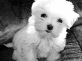 vand  pui alb de bichon maltez rasa pura de 2 luni iubitor si ff dragalas