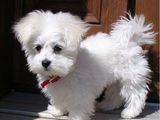 vand pui alb de bichon maltez rasa pura de 2 luni iubitor si ff dragalas