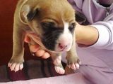 Vand pui Amstaff