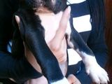 Vand pui Amstaff