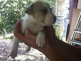 Vand pui Amstaff mascul