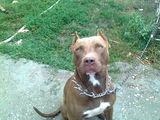 vand pui amstaff red nose