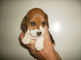 Vand pui Beagle