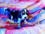 vand  pui beagle ,mascul/femela