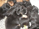Vand Pui Bichon