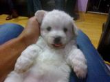 Vand pui bichon