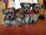Vand pui bichon