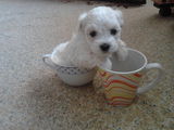 vand  pui bichon