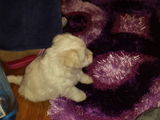 vand pui bichon