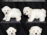 Vand pui Bichon A Poil Frise