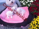 Vând pui Bichon frise toy