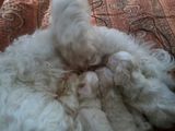 Vând pui bichon havanese