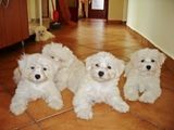 Vand pui Bichon Maltese