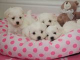 vand pui bichon maltese