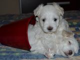 .Vand pui Bichon Maltese / Maltez Mini Toy Bucuresti