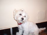 vand pui bichon maltez