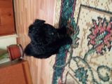 vand pui bichon maltez