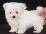 vand pui bichon maltez