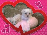 Vand pui bichon maltez si havanez