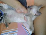 Vand pui birmaneza