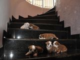 vand pui buldog englez