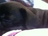 Vand pui Bulldog francez