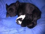 Vand pui Bulldog Francez