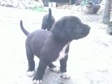 Vand pui Cane Corso