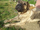 vand pui catel presa canario