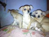 vand pui chihuahua