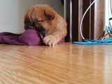 Vand pui chow chow