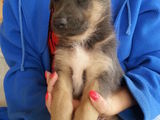 Vand pui Ciobanesc German 5 masculi si O femela