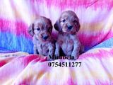 Vand pui cocker spaniel , mascul/ femela