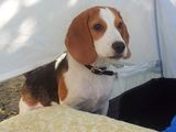Vand pui de beagle tricolor