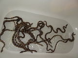 Vand pui de boa constrictor