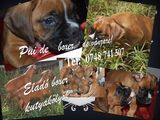 Vand pui de boxer