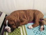 Vand Pui de BOXER GERMAN