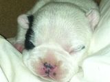 Vând pui de bulldog francez