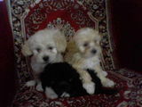 vand pui de catei bichon