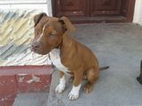 Vand pui de Pitbull !