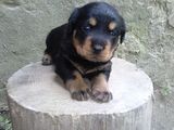 Vand Pui de Rottweiler