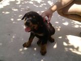 Vand pui de rottweiler