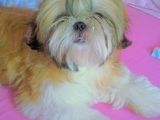 vand pui de shih tzu