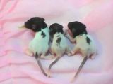 Vand pui de sobolan domestic (Rattus Norvegicus)