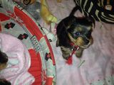 Vând pui de Yorkshire Terrier toy!!