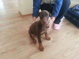 Vand pui Dobermann