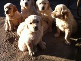 Vand pui Golden Retriever atat in Satu Mare cat si in Cluj