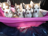 VAND PUI HUSKY SIBERIAN