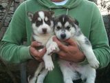 Vand pui husky siberian