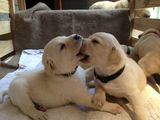 vand pui labrador auriu